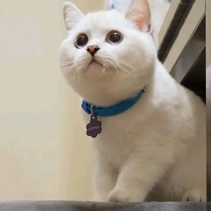 Why Is My Cat So Small?