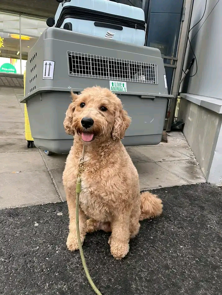 How Old Does A Dog Have To Be To Be Boarded