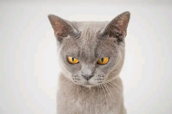 Do Cats Growl