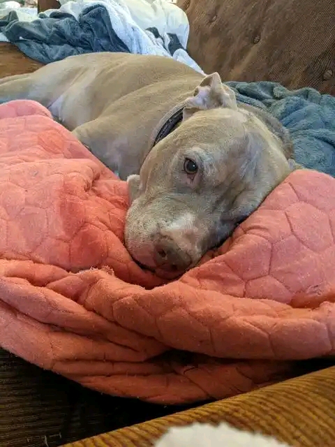Stages Of Dog Cancer Leading To Death