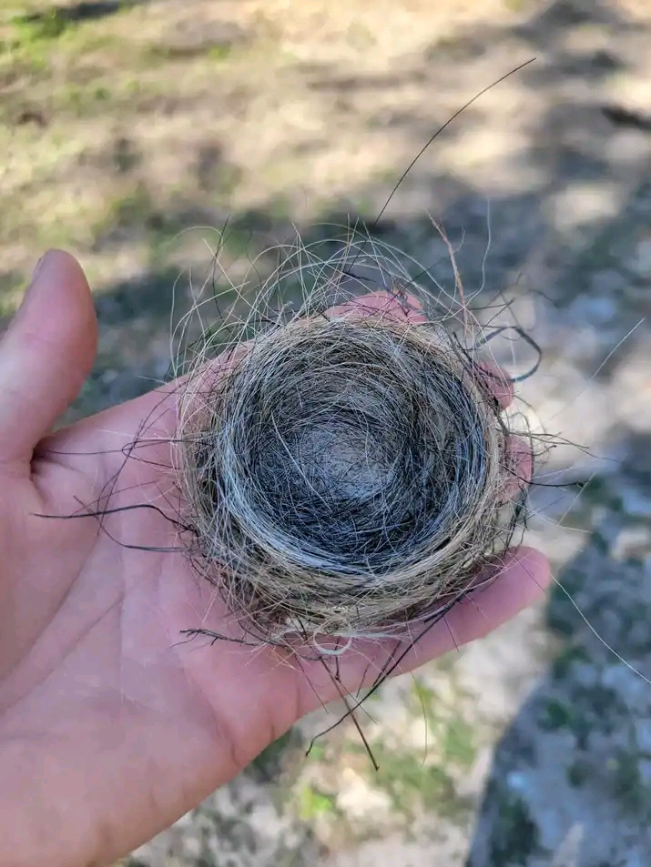When Do Birds Start Looking For Nest?