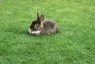 Can Rabbits Eat Blackberries?