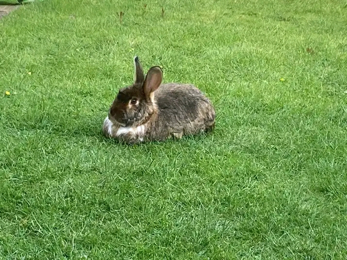 Can Rabbits Eat Blackberries?