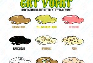 Why Is My Cat Throwing Up Undigested Food?
