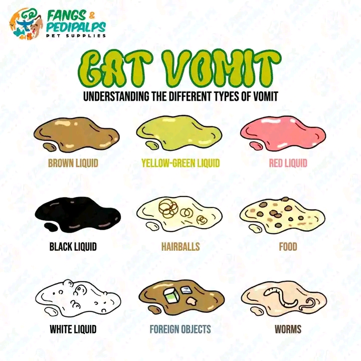 Why Is My Cat Throwing Up Undigested Food?