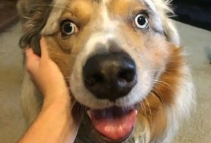 Why is my dog breathing heavy?