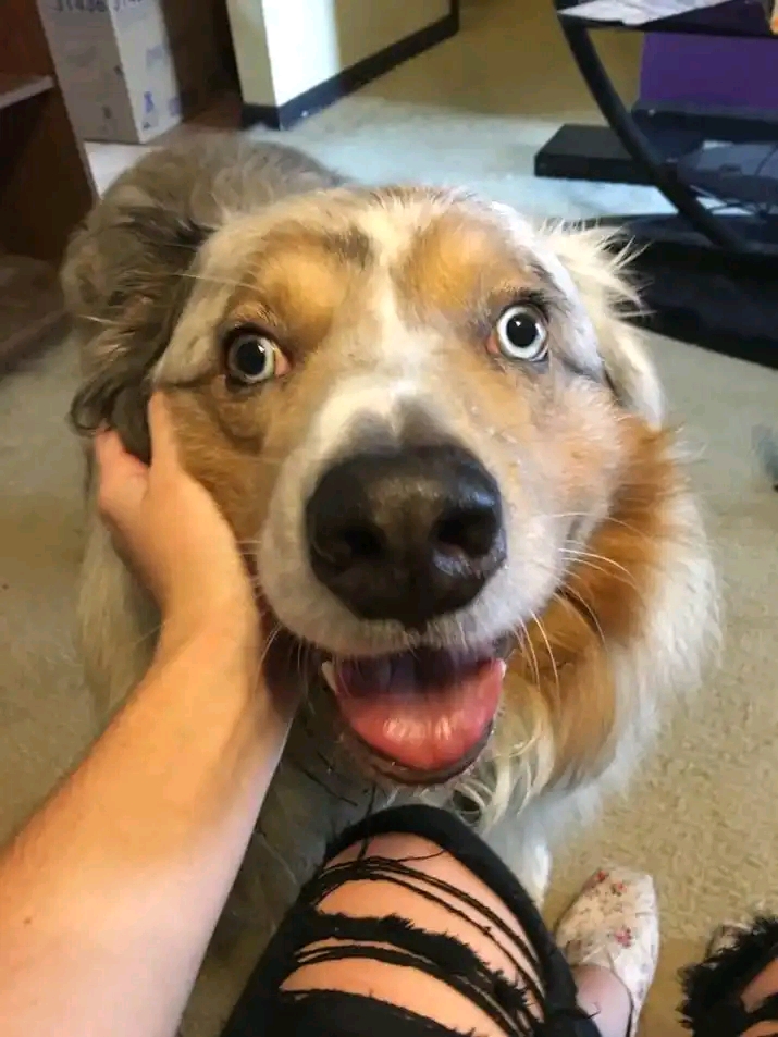 Why is my dog breathing heavy?