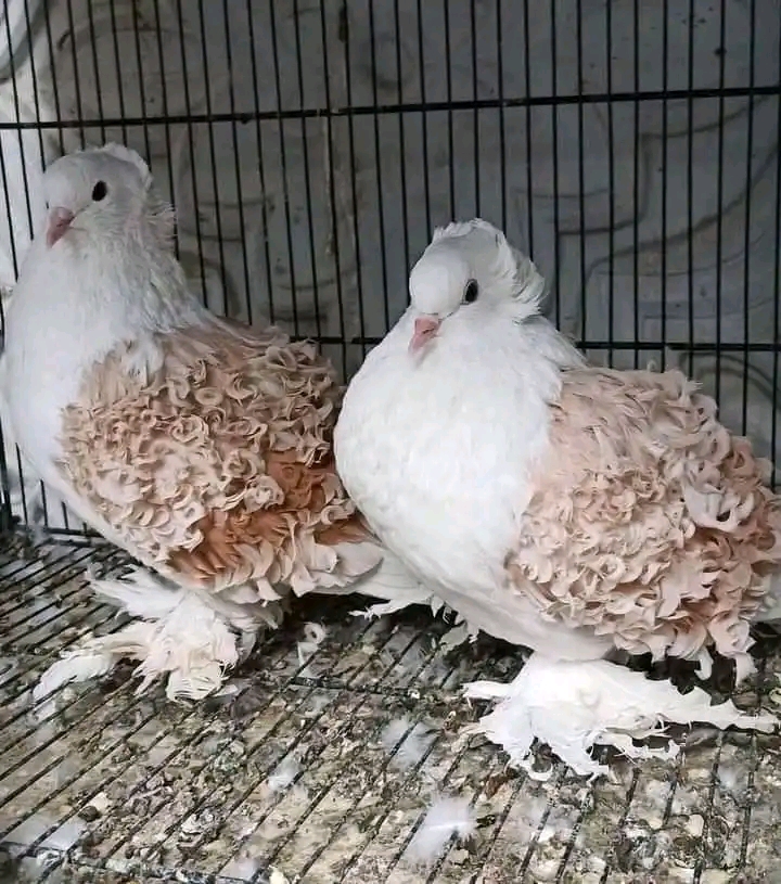 How Long Do Pigeons Live 