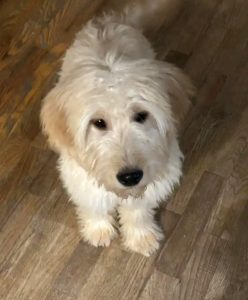 How To Stop Food Aggression In Dogs 