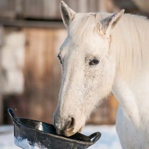 How Much Does A Horse Weigh?