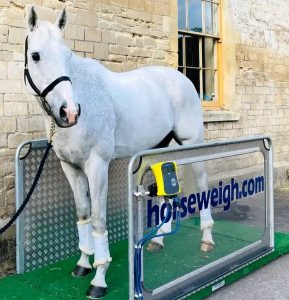 How Much Does A Horse Weigh?