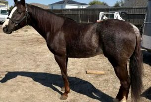 How Fast Can A Horse Run 
