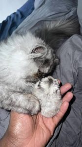 Can A Cat Get A Hamster Pregnant 