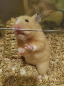 Can A Cat Get A Hamster Pregnant 