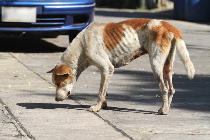 Why Is My Dog Losing Weight