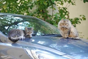 how to keep cats off your car