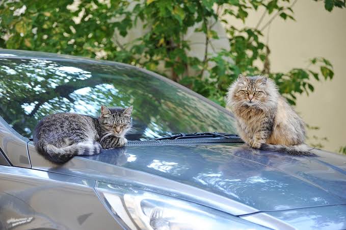 how to keep cats off your car