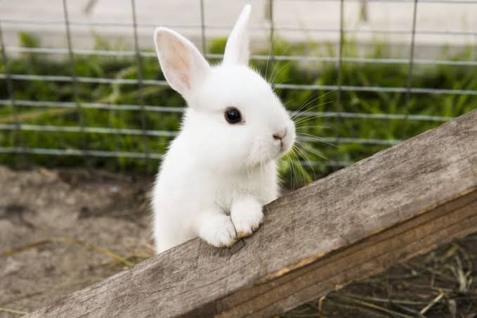 Are Rabbits Rodents?