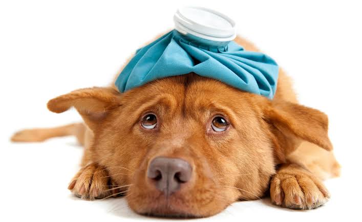 How To Tell If Your Dog Is Sick 