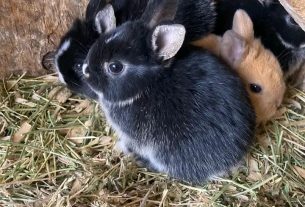 How To Give Your Rabbit A Bath