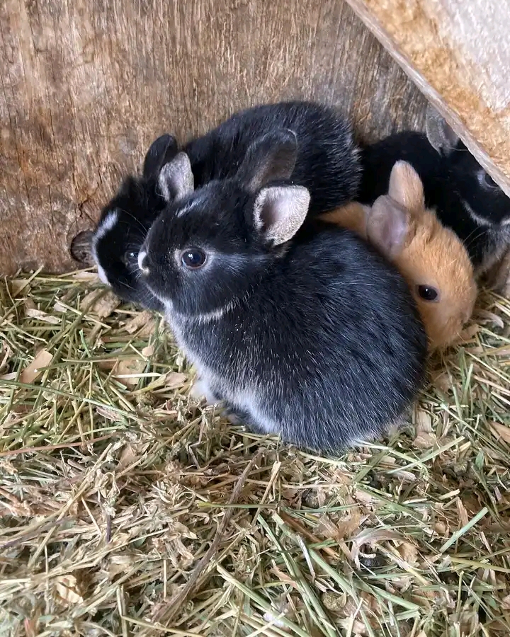 How To Give Your Rabbit A Bath