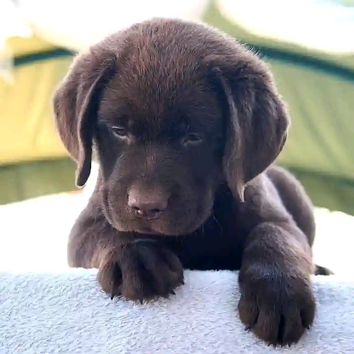 Salient Points To Take Note When Raising A Puppy