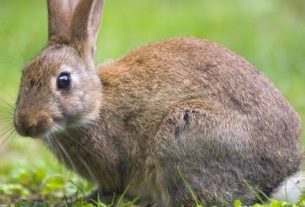 Symptoms Your Rabbits Might Be Dying