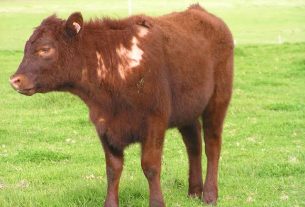 How To Treat Lice in Your Cattle