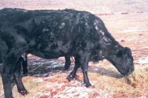 How To Treat Lice in Your Cattle