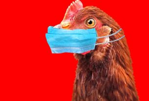 Treating Colds in Birds