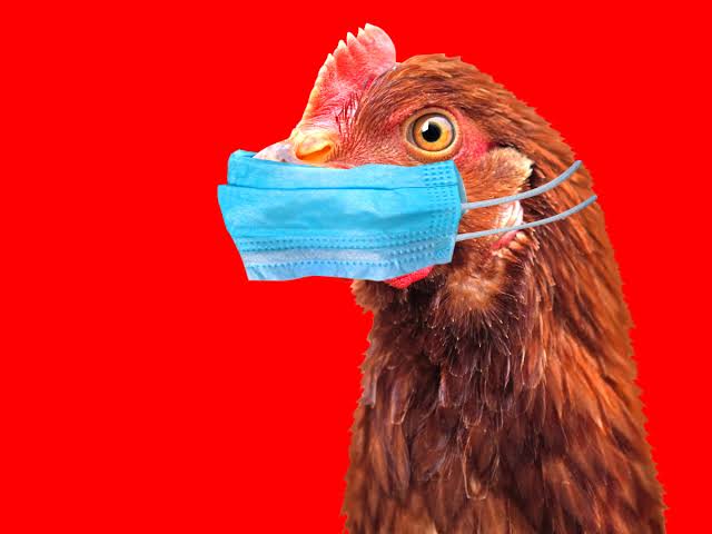 Treating Colds in Birds