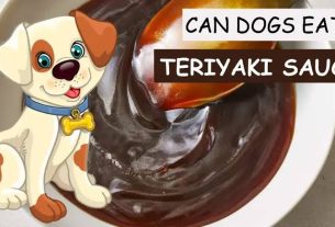 Can Dogs Have Teriyaki Sauce?